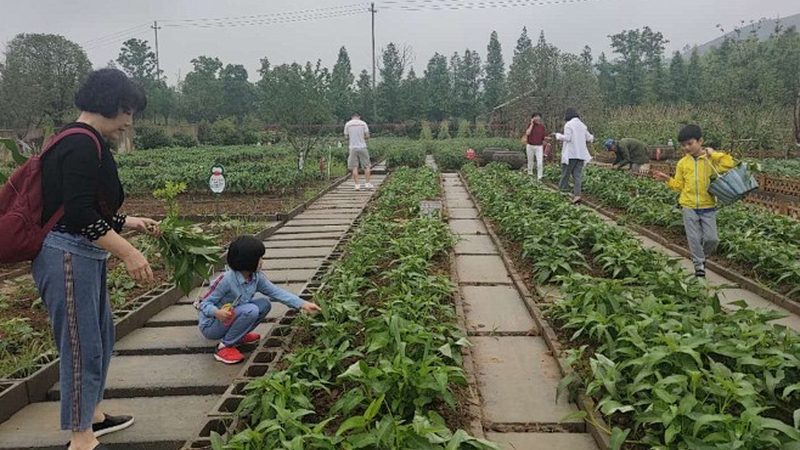 蔬菜大棚选型攻略：关键因素与误区解析