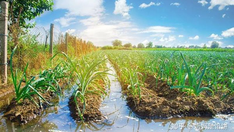 绿色食品批发价格按箱算：揭秘绿色食品成本构成与市场趋势
