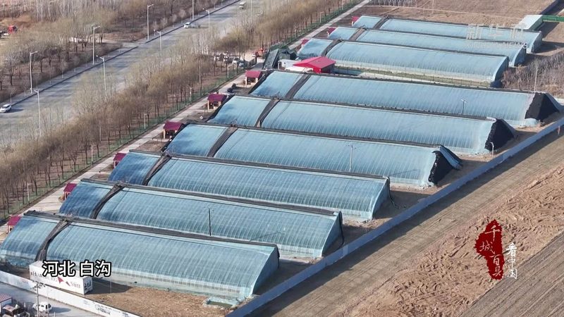 农业大棚项目加盟，政策解读与加盟要点**