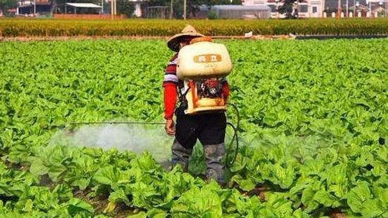 绿色食品认证成本解析：亩均投入与价值考量