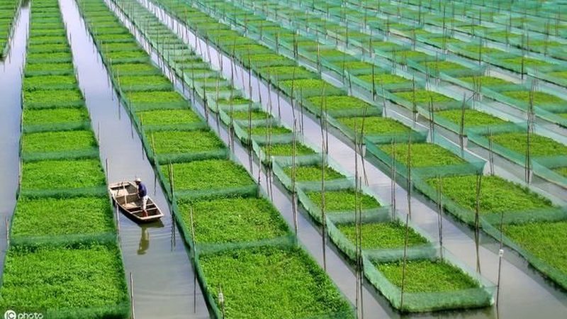 大棚蔬菜种植，新手如何快速入门？**