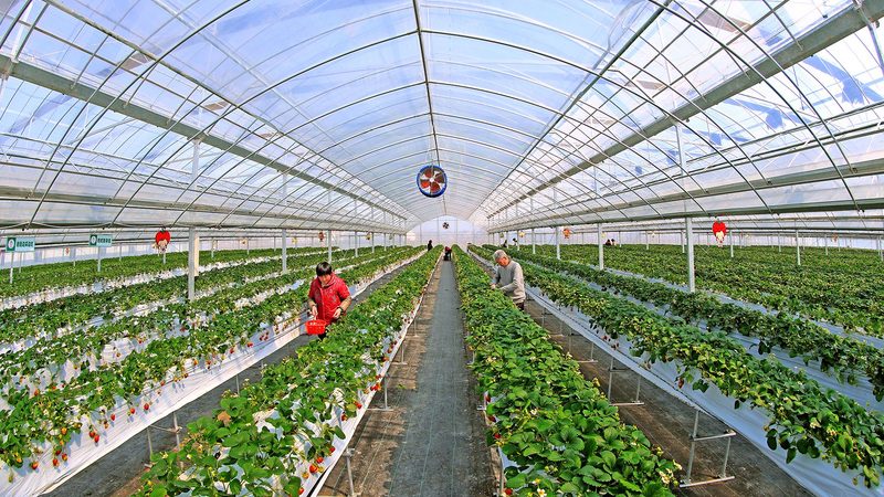 农业项目风险等级分类标准：如何科学评估与防范