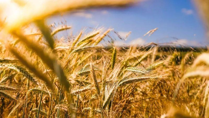 智慧农业种植系统：开启精准农业新时代
