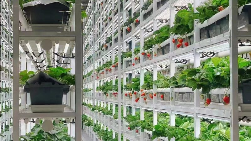 山东：因地制宜，探索适宜的粮食作物种植**